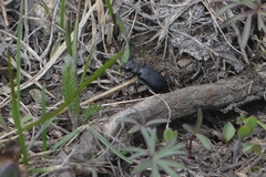 Cicindela nebraskana