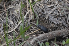 Cicindela nebraskana