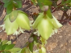 Pimelea lehmanniana