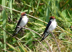 Hirundo smithii smithii