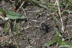 Cicindela nebraskana