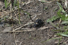 Cicindela nebraskana