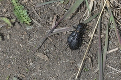 Cicindela nebraskana