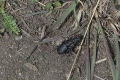 Cicindela nebraskana