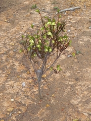 Pimelea lehmanniana