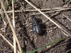 Cicindela nebraskana