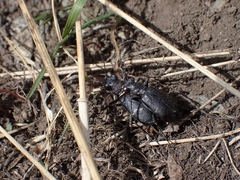 Cicindela nebraskana