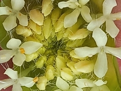 Pimelea lehmanniana