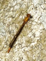 Pseudagrion furcigerum