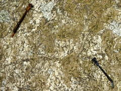 Pseudagrion furcigerum