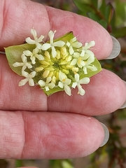 Pimelea lehmanniana