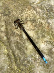 Pseudagrion furcigerum