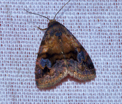 Ozarba brunnea