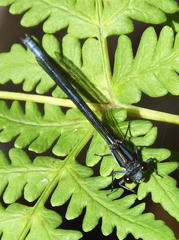 Pseudagrion furcigerum