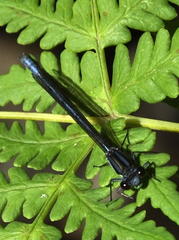 Pseudagrion furcigerum
