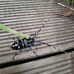 Anoplophora chinensis