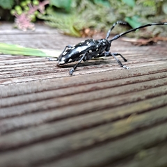 Anoplophora chinensis