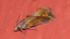 Plusiodonta coelonota