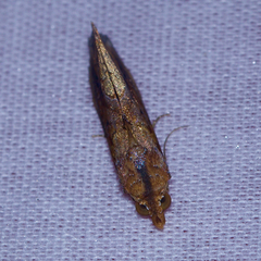 Plusiodonta coelonota