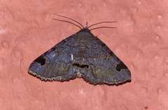 Mecodina diastriga