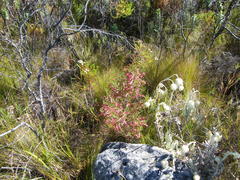 Erica curviflora curviflora