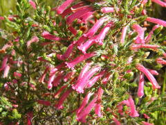 Erica curviflora curviflora
