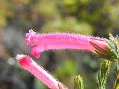 Erica curviflora curviflora