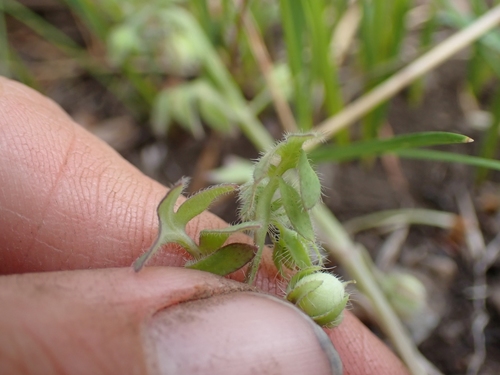 Image of Nemophila breviflora by no rights reserved
