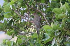 Urocolius indicus indicus