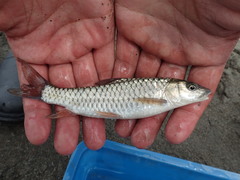 Spinibarbus hollandi