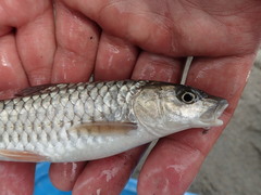 Spinibarbus hollandi