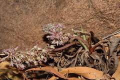 Ledebouria inquinata