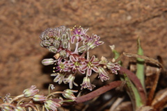 Ledebouria inquinata
