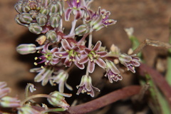 Ledebouria inquinata