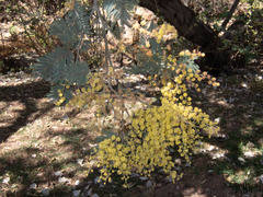 Acacia dealbata