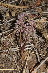 Ledebouria inquinata