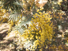 Acacia dealbata