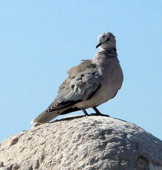 Streptopelia capicola damarensis