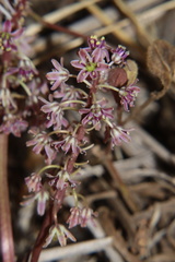 Ledebouria inquinata