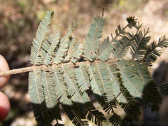 Acacia dealbata