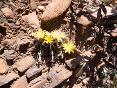 Gazania krebsiana serrulata