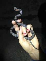 Lampropeltis alterna