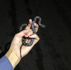 Lampropeltis alterna