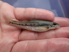 Microphysogobio alticorpus