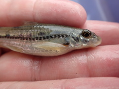 Microphysogobio alticorpus