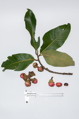 Litsea robusta