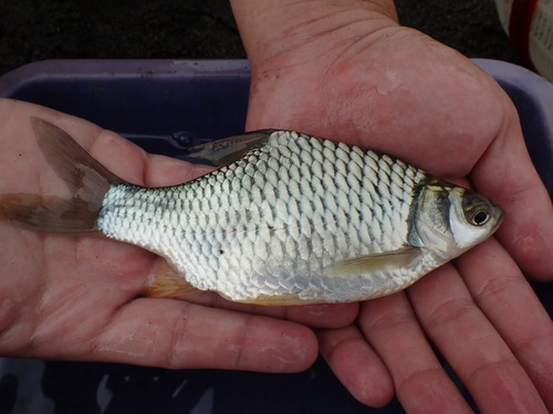 Pierre's barb (Hypsibarbus pierrei) — Cyprinidae — 2