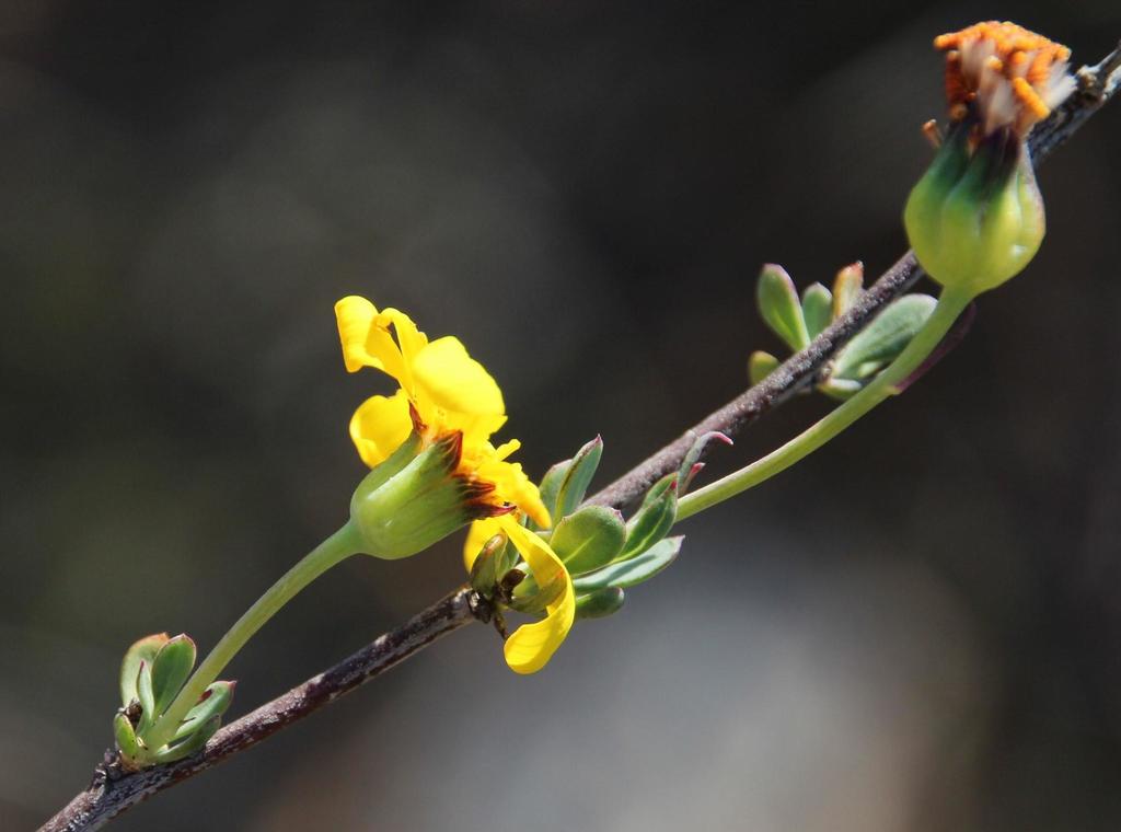 Bushy Babooncabbage