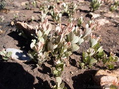 Searsia magalismontana magalismontana