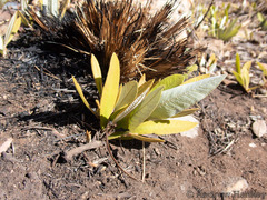 Parinari capensis capensis